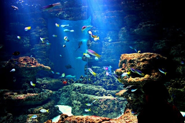 Tanque de peixes do Aquarium Cinéaqua de Paris
