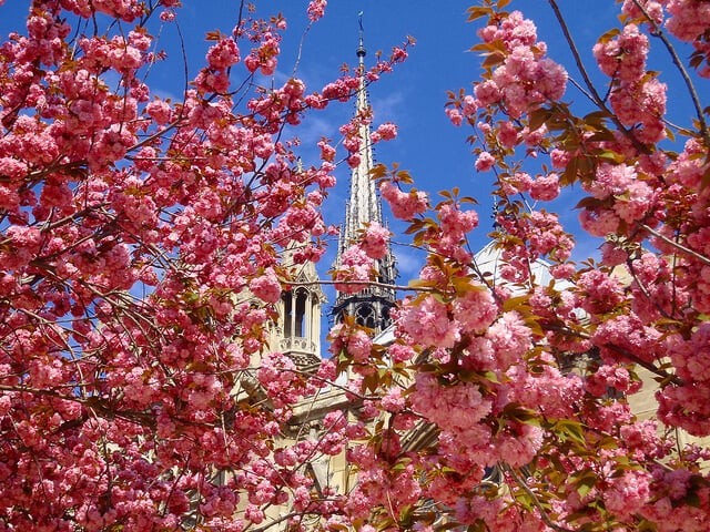 Flores em Paris em abril